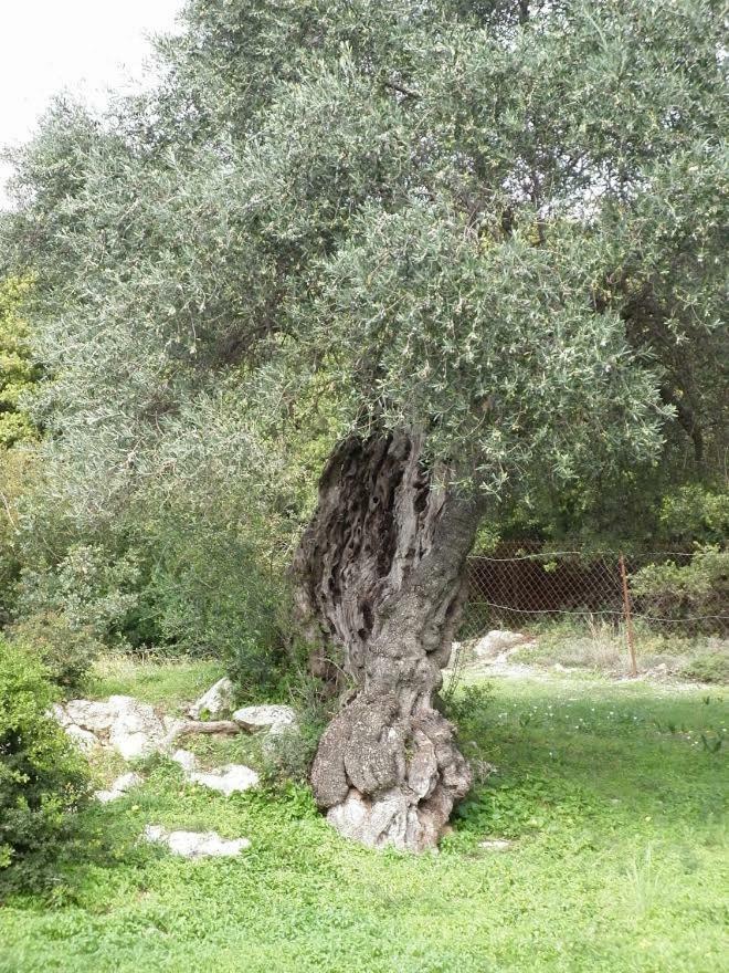 Villa Tsapoula Μουσάτα Εξωτερικό φωτογραφία